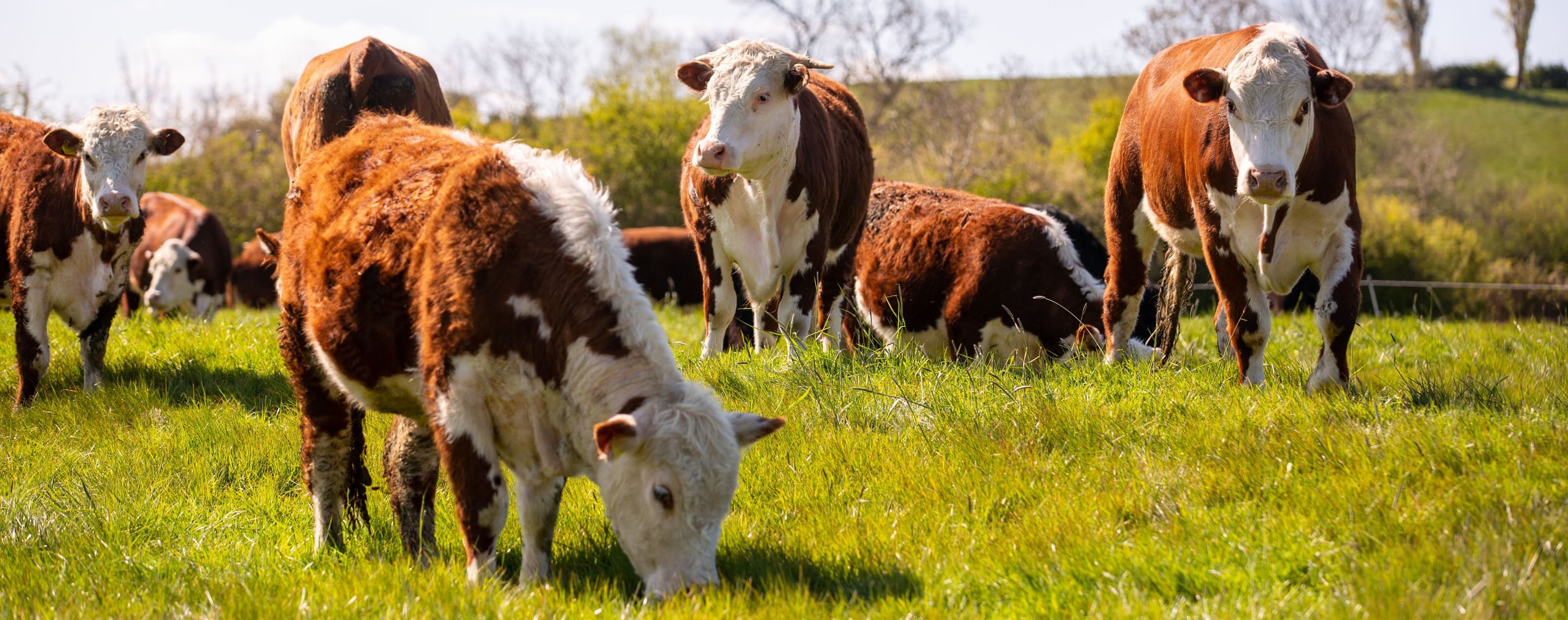 Cows in field